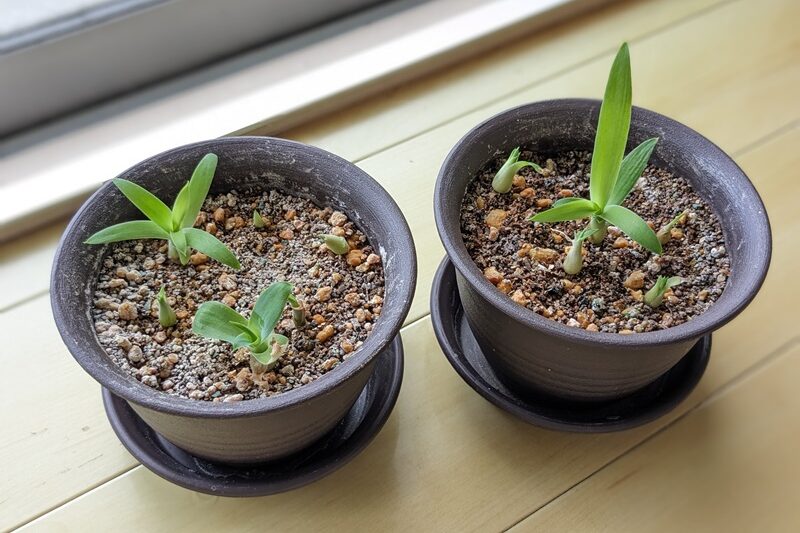 アガベアテナータの成長記録。種まきから7か月後の様子を、写真つきで紹介。実際に起きたトラブルと対処法もあわせて解説。